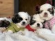 Pékinois chiots à vendre
