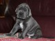 chiot dogue allemand a donner