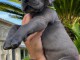 chiot dogue allemand a donner