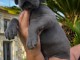 chiot dogue allemand a donner