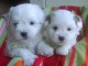 Chiot coton de tulear LOF a donner