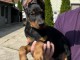DOBERMAN chiots à vendre