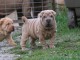 chiot Shar Pei a donner