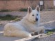 Magnifique Berger blanc suisse à donner 