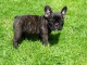 SUPERBE CHIOTS BOULEDOGUE FRANCAIS DISPONIBLE DE SUITE 