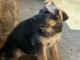 Superbe chiot berger allemand poil court 