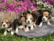 SUPERBE CHIOTS BEAGLE DISPONIBLE DE SUITE 