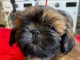 Chiot mâle shih tzu LOF 