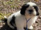  Chiot mâle shih tzu LOF