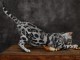 Impressionnant bengal silver 