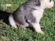 Chiot Siberian Husky lof a donner