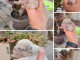 Bouledogue français exotique chiots