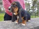 Chiots Basset Hound a donner