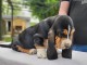 Chiots Basset Hound a donner