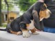 Chiots Basset Hound a donner