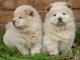 chiots chow chow mâle et femelle a donner