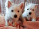 chiot Westie lof a donner