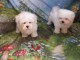 chiot Bichon Maltais a donner