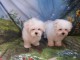 chiot Bichon Maltais a donner