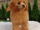 Caniche beau chiots à vendre