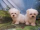 chiot Bichon Maltais a donner