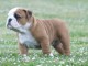 chiots bulldog anglais mâle et femelle contre bon soin