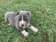 Stafford Terrier américain beau chiot