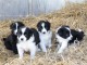 chiots Border collie femelle et mâle a donner