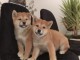 chiot Shiba inu femelle et male a donner