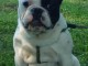 Bulldog français chiots à vendre