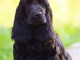 Cocker anglais chiot à vendre
