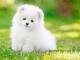 Adorable spitz nain à donner 