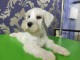Schnauzer nain blanc chiots à vendre