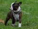 Chiots Boston Terrier mâle et femelle a donner