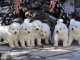 Chiots samoyede femelle et male a donner