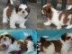 chiots Shih Tzu femelle et mâle a donner