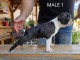 Boston Terrier chiots à vendre
