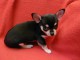 Chiots chihuahua male et femelle a donner