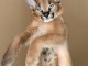 très beaux chatons, Caracal Savannah F1 et serval disponibles