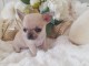 chiot chihuahua femelle age de 4 mois