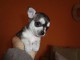 chiot chihuahua femelle age de 4 mois