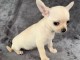 chiot chihuahua femelle age de 4 mois