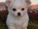 chiot chihuahua femelle age de 4 mois