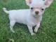 chiot chihuahua femelle age de 4 mois