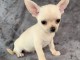 chiot chihuahua femelle age de 4 mois