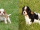 Chiots Cavaliers King Charles a donner