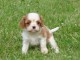 Chiots Cavaliers King Charles a donner