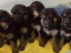 chiots Berger allemand femelle et mâle a donner