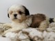 Adorables Chiots Shih tzu