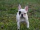Bulldog français chiots à vendre